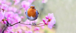 Vancouver international bird festival