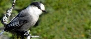 Commonly spotted Vancouver birds