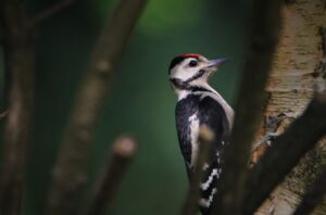 10 Tips to be a Better Bird Watcher